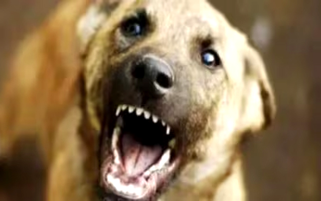 महिला वैज्ञानिक पर दो पालतू कुत्तों ने किया हमला, तीन लोगों के खिलाफ मामला दर्ज महिला वैज्ञानिक पर दो पालतू कुत्तों ने किया हमला, तीन लोगों के खिलाफ मामला दर्ज