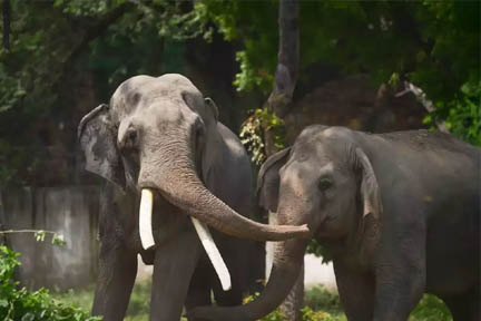 बलरामपुर: जंगली हाथी के हमले में एक महिला समेत दो ग्रामीणों की मौत बलरामपुर: जंगली हाथी के हमले में एक महिला समेत दो ग्रामीणों की मौत