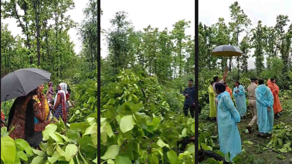 तमनार ब्लॉक में जिंदल ने शुरू की हरे-भरे पेड़ों की कटाई, पर्यावरण को बचाने ग्रामीणों ने खोला मोर्चा… - राष्ट्रवाणी - Chhattisgarh समाचार तमनार ब्लॉक में जिंदल ने शुरू की हरे-भरे पेड़ों की कटाई, पर्यावरण को बचाने ग्रामीणों ने खोला मोर्चा… - राष्ट्रवाणी - Chhattisgarh समाचार