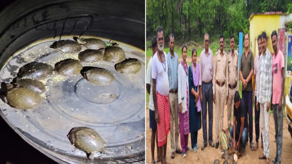 वन विभाग की बड़ी कार्रवाई: 11 जिंदा कछुओं के साथ पकड़ाया तस्कर, बेचने के लिए तलाश रहा था ग्राहक - राष्ट्रवाणी - Chhattisgarh समाचार