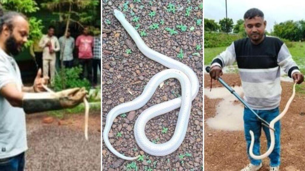 छत्तीसगढ़ के दुर्ग में मिला दुर्लभ ल्यूसिस्टिक करैत, दक्षिण एशिया में भी बेहद कम मिलते हैं ऐसे सांप; वन विभाग ने किया रेस्क्यू - राष्ट्रवाणी - Chhattisgarh समाचार