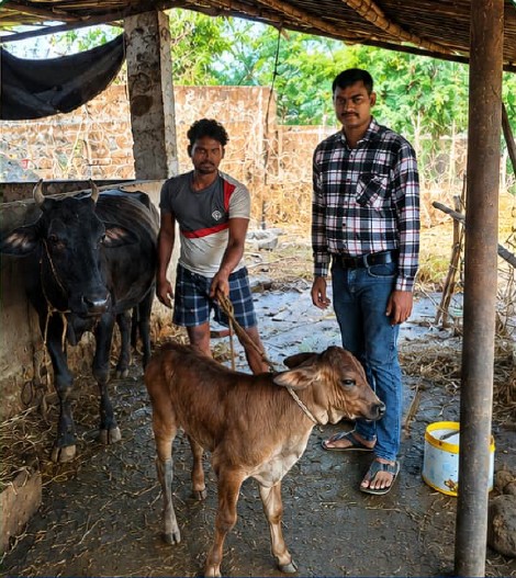 कृत्रिम गर्भाधान योजना से बीजापुर के सुरेश राजपूत के पशुधन में हुआ नस्ल सुधार - राष्ट्रवाणी - Chhattisgarh समाचार कृत्रिम गर्भाधान योजना से बीजापुर के सुरेश राजपूत के पशुधन में हुआ नस्ल सुधार - राष्ट्रवाणी - Chhattisgarh समाचार