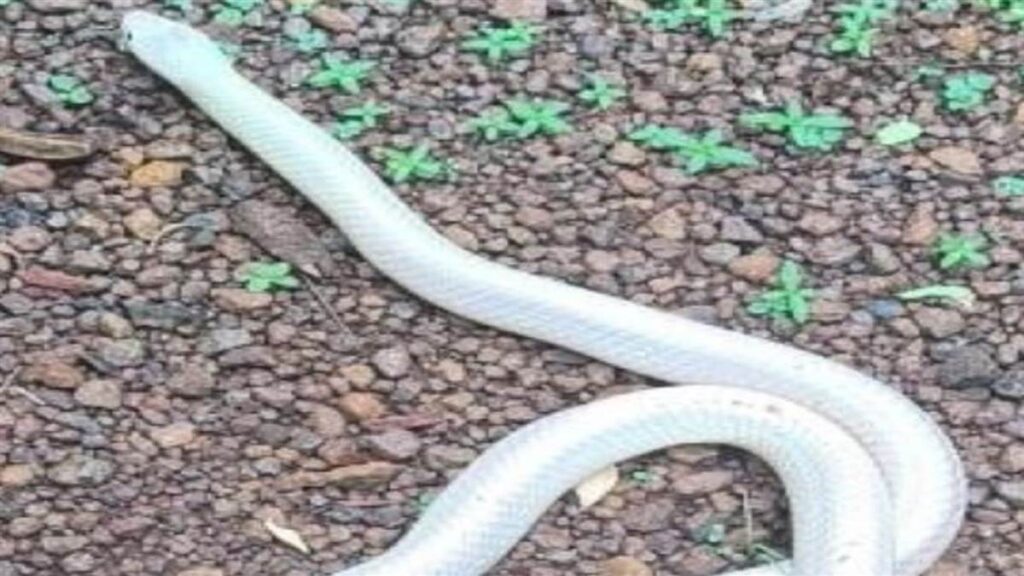 छत्तीसगढ़ के सबसे जहरीले सांपों में से एक करैत का सफेद अवतार चरौदा में मिला, वन विभाग ने रेस्क्यू कर राजनांदगांव में छोड़ा - राष्ट्रवाणी - Chhattisgarh समाचार