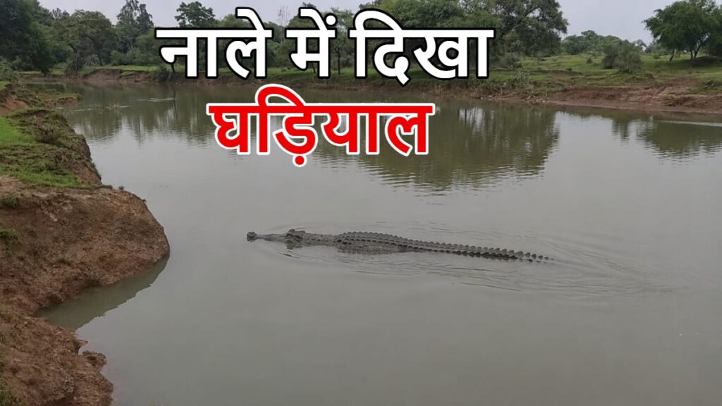 नाले में दिखाई दिया घड़ियाल: ग्रामीणों में दहशत का माहौल, वन विभाग ने की दूर रहने की अपील - राष्ट्रवाणी - Chhattisgarh समाचार
