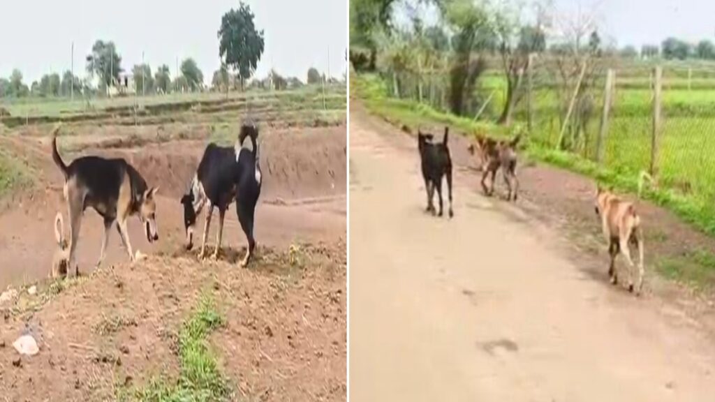 आवारा कुत्तों का आतंक: चार महीनों में डॉग बाइट के 662 मामले, स्नेक बाइट के आंकड़ों में भी इजाफा, लोग डर के साए में जीने को मजबूर - राष्ट्रवाणी - Chhattisgarh समाचार