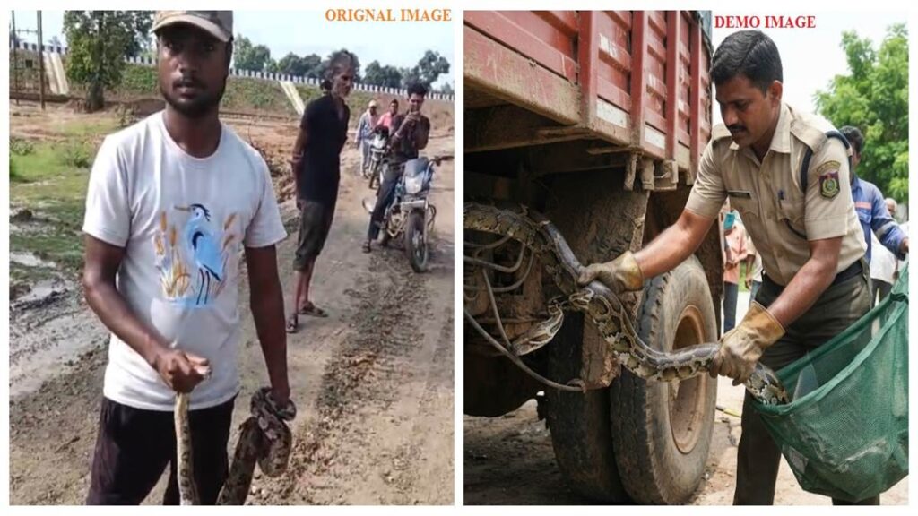 खड़ी ट्रक के चेसिस में छुप कर बैठा छह फीट का अजगर: कोरबा कुदमुरा वन परिक्षेत्र में हुआ सुरक्षित रेस्क्यू - राष्ट्रवाणी - Chhattisgarh समाचार