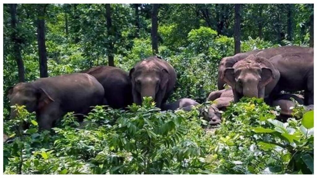 हाथियों से सुरक्षा के लिए गांवों में लगे हूटर बंद: कैसे सजग हो ग्रामीण? लेमरू अभ्यारण्य की प्रयास धरी की धरी - राष्ट्रवाणी - Chhattisgarh समाचार