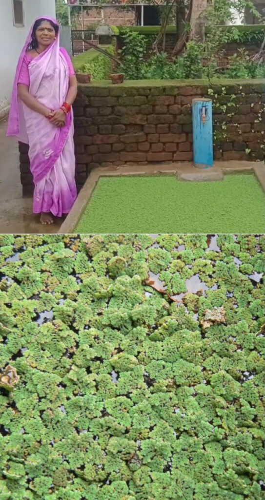 तालाबों और जलाशयों में उगने वाली अजोला बनी आजीविका और प्राकृतिक खेती का आधार : ग्राम पंचायत अमाली की आदिवासी बिहान दीदियों ने पेश की प्रेरक मिसाल - राष्ट्रवाणी - Chhattisgarh समाचार तालाबों और जलाशयों में उगने वाली अजोला बनी आजीविका और प्राकृतिक खेती का आधार : ग्राम पंचायत अमाली की आदिवासी बिहान दीदियों ने पेश की प्रेरक मिसाल - राष्ट्रवाणी - Chhattisgarh समाचार