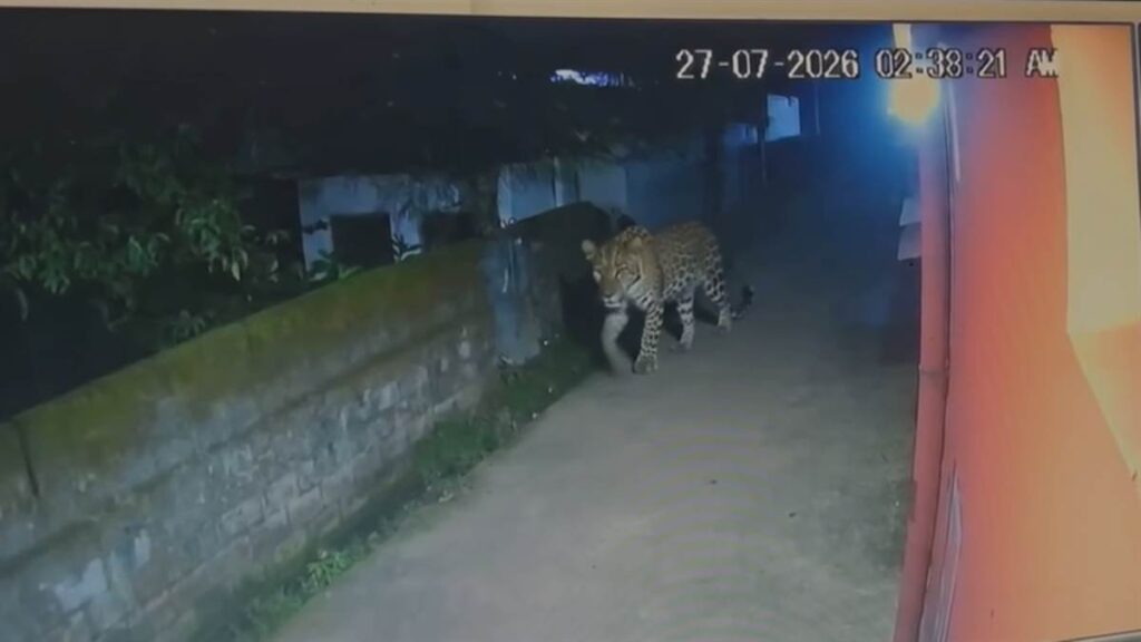 जगदलपुर: शहर से तीन किलोमीटर दूर पहुंचा तेंदुआ, एनएच 63 पर आड़ावाल में सीसीटीवी में दिखा - राष्ट्रवाणी - Chhattisgarh समाचार