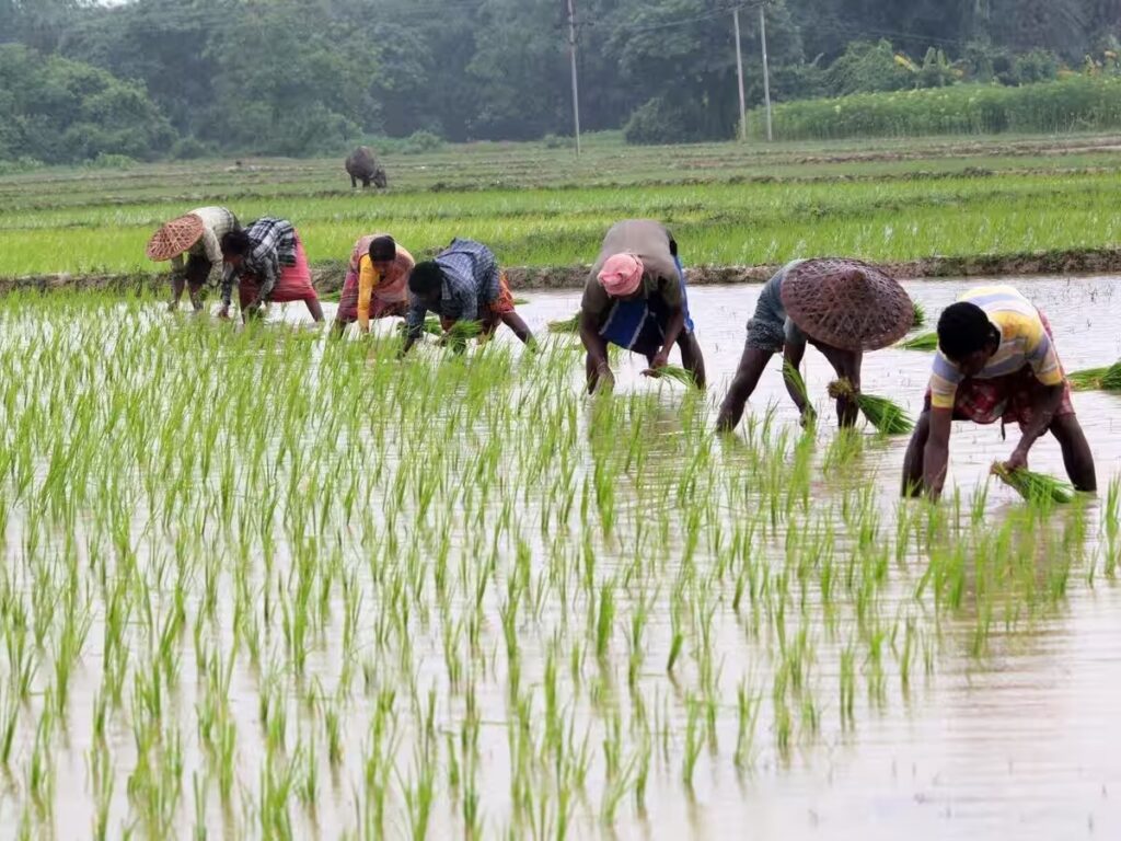 छत्तीसगढ़ में खरीफ की रफ्तार तेज, 80 प्रतिशत रकबे में हुई बोनी - राष्ट्रवाणी - Chhattisgarh समाचार