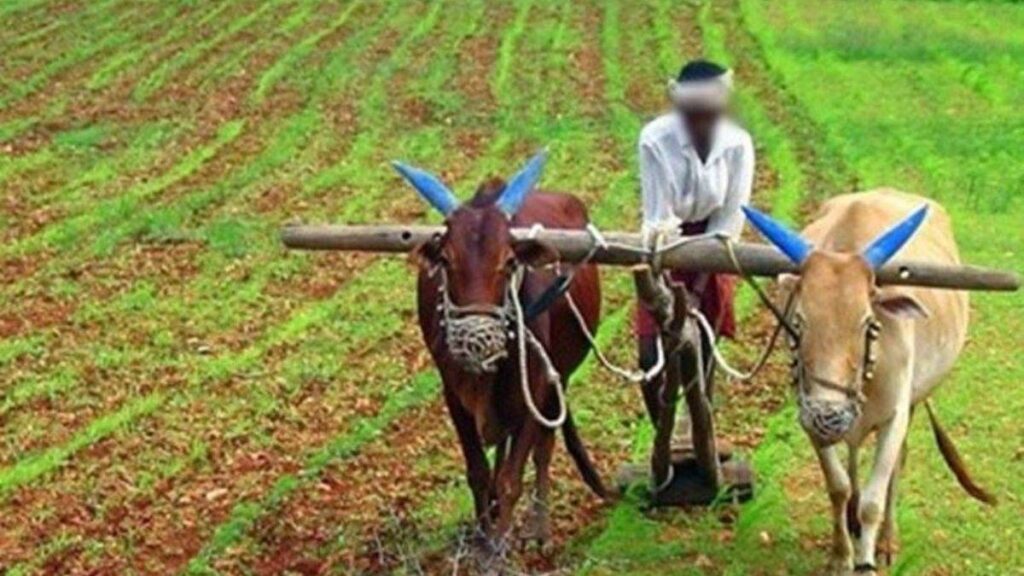 किसानों के लिए अलर्ट: फसल बीमा का लाभ लेने केवल तीन दिन शेष, 31 जुलाई तक कराएं पंजीयन - राष्ट्रवाणी - Chhattisgarh समाचार