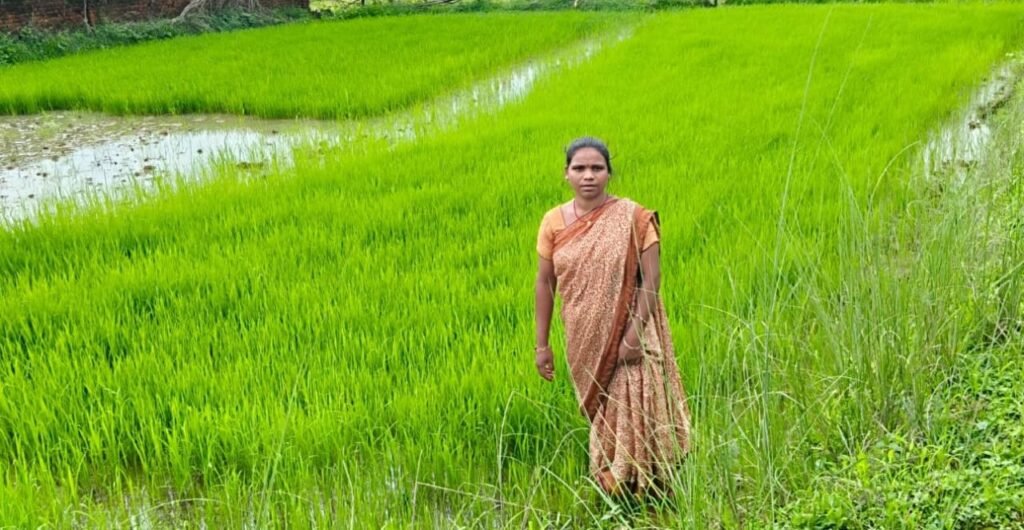 महिलाओं की सामूहिक ताकत से महका एमसीबी का जीराफूल धान - राष्ट्रवाणी - Chhattisgarh समाचार महिलाओं की सामूहिक ताकत से महका एमसीबी का जीराफूल धान - राष्ट्रवाणी - Chhattisgarh समाचार
