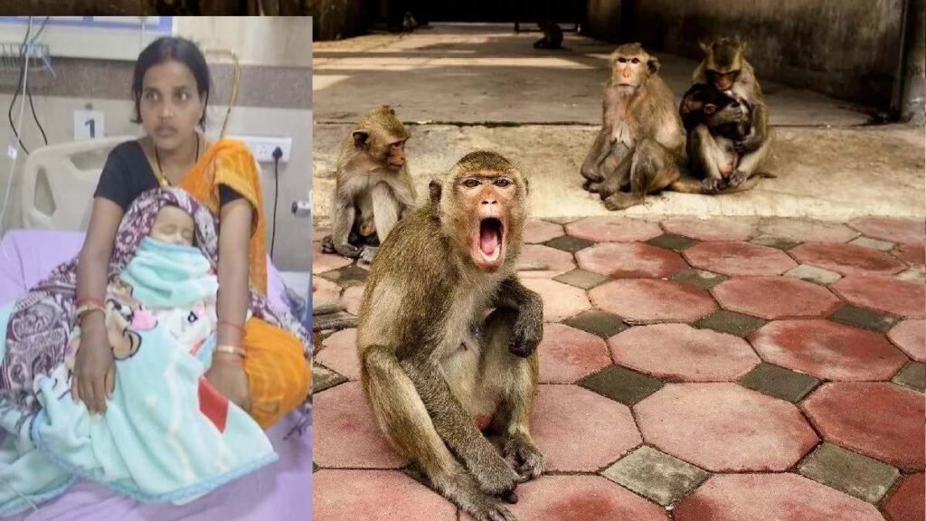 बंदरों का आतंक : 5 माह के मासूम को पालने से उठाकर पानी से भरे ड्रम में डाला, हालत गंभीर, जिला अस्पताल में चल रहा इलाज - राष्ट्रवाणी - Chhattisgarh समाचार