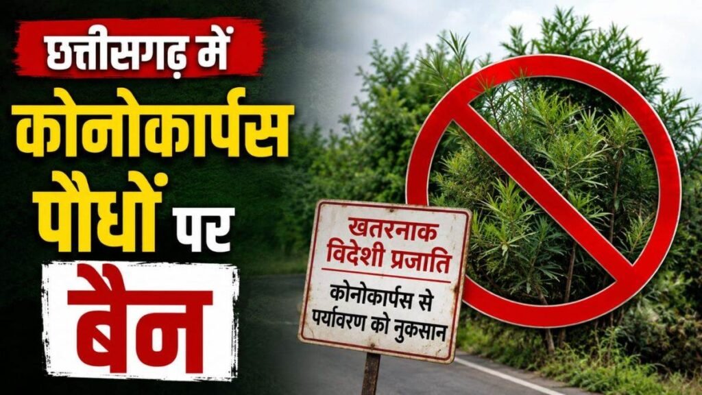 छत्तीसगढ़ में 'पर्यावरण के दुश्मन' कोनोकार्पस पर बैन, राज्य सरकार का बड़ा फैसला, रोपण और बिक्री पर तुरंत रोक - राष्ट्रवाणी - Chhattisgarh समाचार छत्तीसगढ़ में 'पर्यावरण के दुश्मन' कोनोकार्पस पर बैन, राज्य सरकार का बड़ा फैसला, रोपण और बिक्री पर तुरंत रोक - राष्ट्रवाणी - Chhattisgarh समाचार