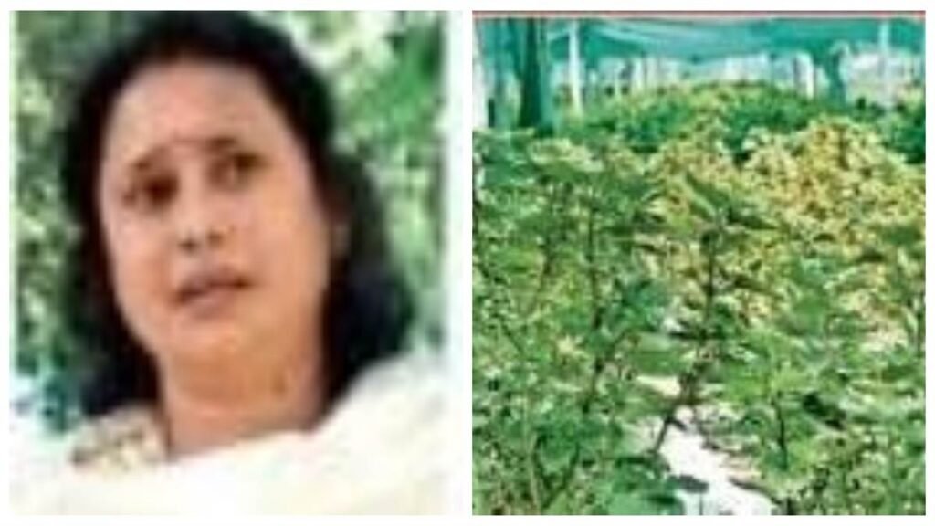 पारंपरिक खेती छोड़ी, पचौली से लाखों की कमाई: महासमुंद की महिला किसान रेणु छाबड़ा ने लिखी सफलता की नई कहानी - राष्ट्रवाणी - Chhattisgarh समाचार पारंपरिक खेती छोड़ी, पचौली से लाखों की कमाई: महासमुंद की महिला किसान रेणु छाबड़ा ने लिखी सफलता की नई कहानी - राष्ट्रवाणी - Chhattisgarh समाचार