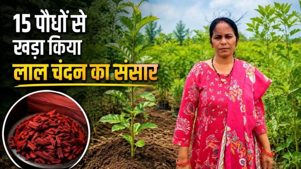 छत्तीसगढ़ की महिला किसान का कमाल, 15 पौधों से खड़ा किया लाल चंदन का संसार, आज देश-विदेश में है मांग - राष्ट्रवाणी - Chhattisgarh समाचार