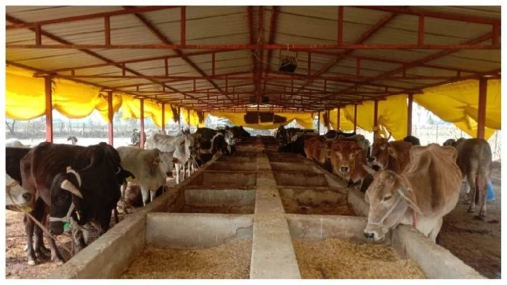 बेसहारा पशुओं से मिलेगी मुक्ति... छत्तीसगढ़ में बनेंगे 1460 गोधाम, इन गोठानों को मिलेगी पहली प्राथमिकता - राष्ट्रवाणी - Chhattisgarh समाचार बेसहारा पशुओं से मिलेगी मुक्ति... छत्तीसगढ़ में बनेंगे 1460 गोधाम, इन गोठानों को मिलेगी पहली प्राथमिकता - राष्ट्रवाणी - Chhattisgarh समाचार