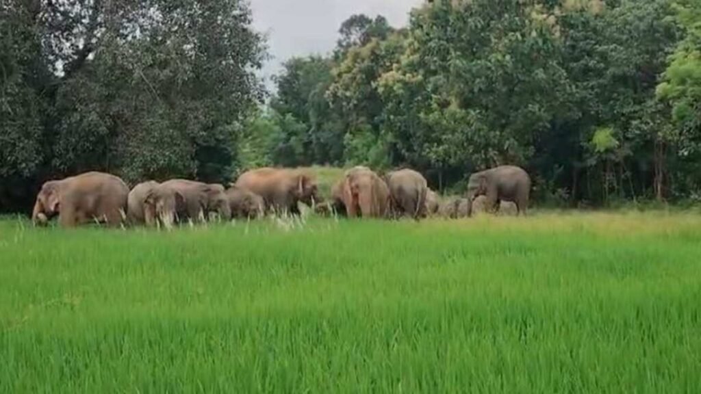 बरसात में बढ़ा गजराज का कहर : धरमजयगढ़ वन मंडल में 124 हाथियों का डेरा, तीन दिन में 6 मकान, 83 किसानों की फसलें तबाह - राष्ट्रवाणी - Chhattisgarh समाचार