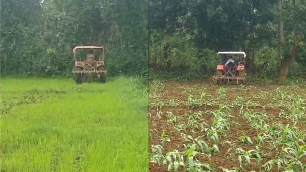 मक्के की खड़ी फसल पर चला दिया ट्रैक्टर, वन विभाग की कार्रवाई से नाराज किसान उठा रहे सवाल… - राष्ट्रवाणी - Chhattisgarh समाचार मक्के की खड़ी फसल पर चला दिया ट्रैक्टर, वन विभाग की कार्रवाई से नाराज किसान उठा रहे सवाल… - राष्ट्रवाणी - Chhattisgarh समाचार