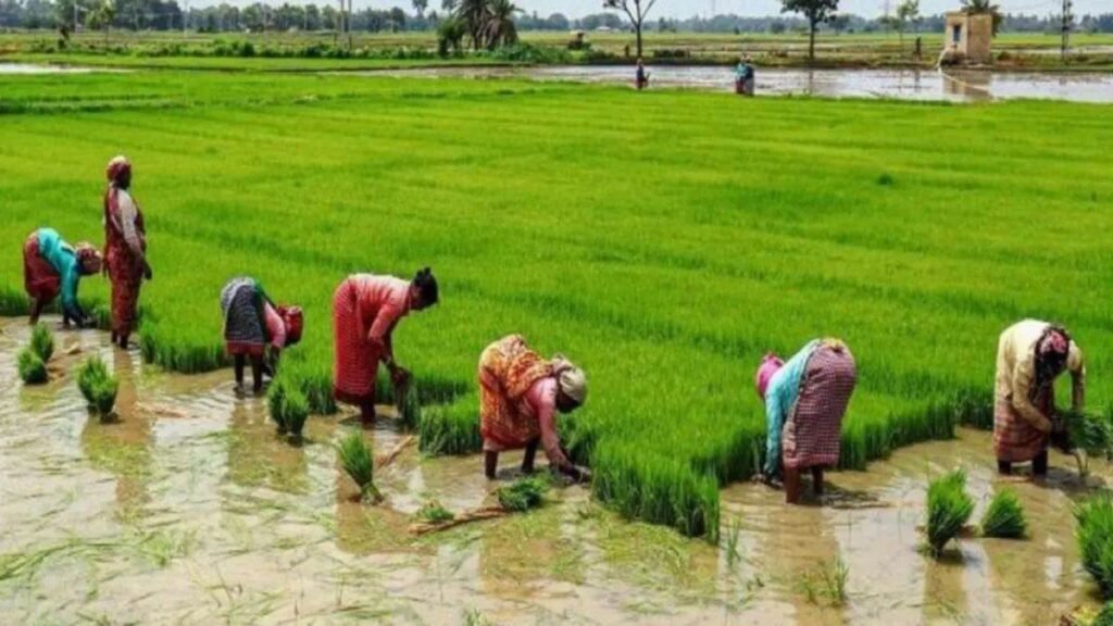 छत्तीसगढ़ में गिरदावरी का नया नियम: फसल बदलने पर खेत की फोटो अपलोड करना अनिवार्य, सात स्तरों पर जांच - राष्ट्रवाणी - Chhattisgarh समाचार छत्तीसगढ़ में गिरदावरी का नया नियम: फसल बदलने पर खेत की फोटो अपलोड करना अनिवार्य, सात स्तरों पर जांच - राष्ट्रवाणी - Chhattisgarh समाचार