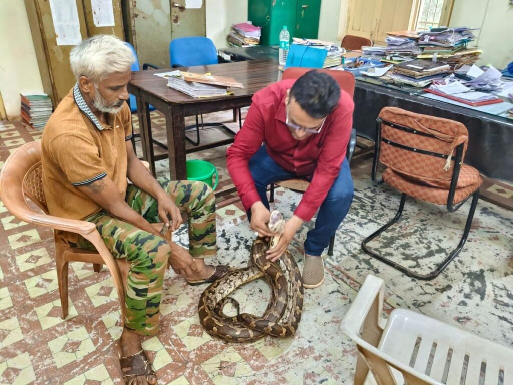 गंगरेल के जंगल में लहूलुहान मिला अजगर, वन विभाग ने किया सुरक्षित रेस्क्यू - राष्ट्रवाणी - Chhattisgarh समाचार