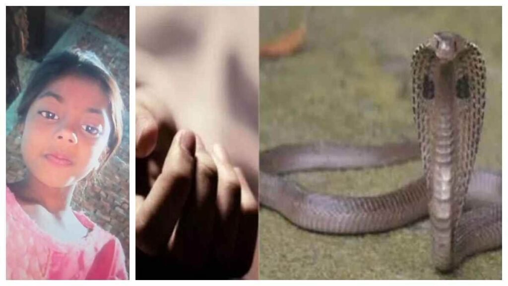 बिलासपुर में रोंगटे खड़े करने वाली घटना, मां के साथ सो रही 7 वीं की छात्रा को सांप ने डसा, मौत - राष्ट्रवाणी - Chhattisgarh समाचार बिलासपुर में रोंगटे खड़े करने वाली घटना, मां के साथ सो रही 7 वीं की छात्रा को सांप ने डसा, मौत - राष्ट्रवाणी - Chhattisgarh समाचार