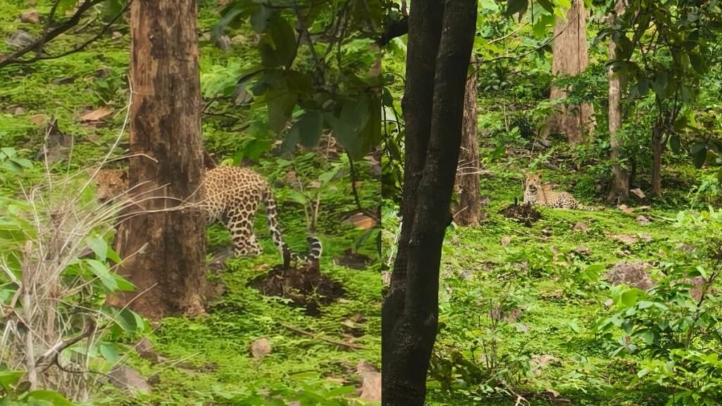 डोंगरगढ़-खैरागढ़ के जंगलों में फिर तेंदुए की धमक, मां भवानी मंदिर के पास दिखा शिकारी, तस्वीरें वायरल - राष्ट्रवाणी - Chhattisgarh समाचार डोंगरगढ़-खैरागढ़ के जंगलों में फिर तेंदुए की धमक, मां भवानी मंदिर के पास दिखा शिकारी, तस्वीरें वायरल - राष्ट्रवाणी - Chhattisgarh समाचार