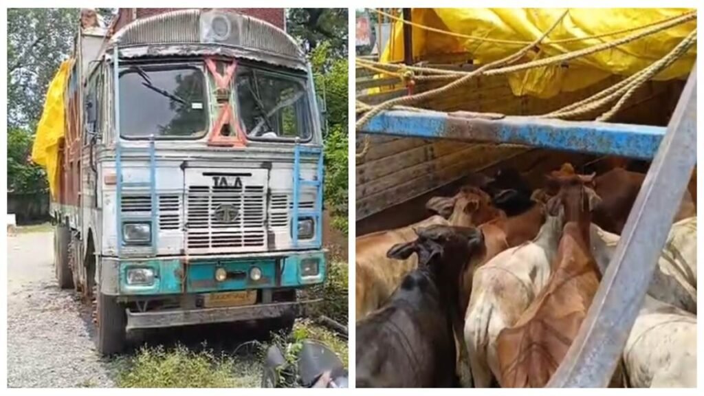 14 चक्का ट्रक में ठूंसकर ले जाए जा रहे थे 46 गोवंश: ऑपरेशन शंखनाद के तहत धरमजयगढ़ पुलिस की बड़ी कार्रवाई - राष्ट्रवाणी - Chhattisgarh समाचार 14 चक्का ट्रक में ठूंसकर ले जाए जा रहे थे 46 गोवंश: ऑपरेशन शंखनाद के तहत धरमजयगढ़ पुलिस की बड़ी कार्रवाई - राष्ट्रवाणी - Chhattisgarh समाचार