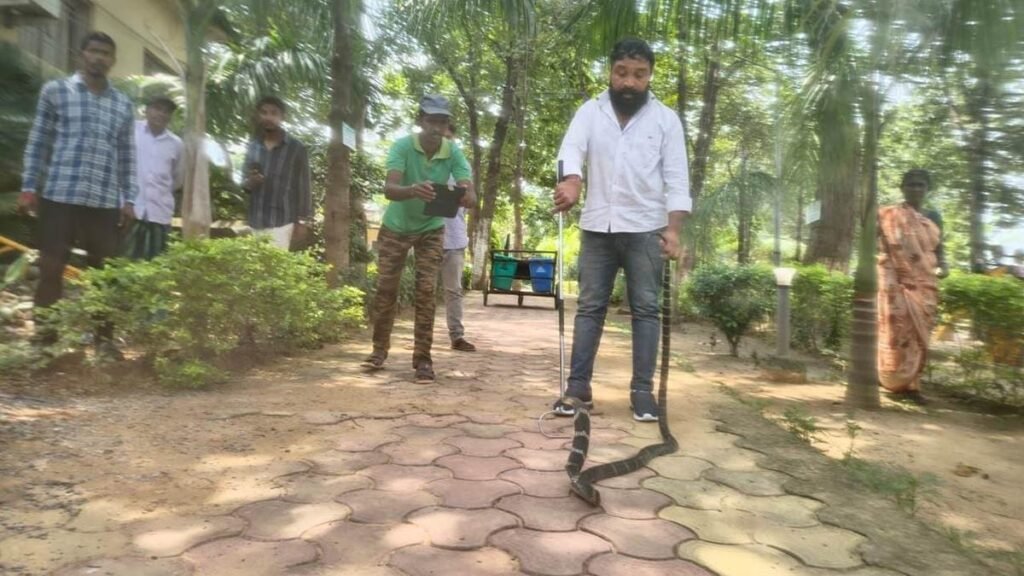 कोरबा में रिसॉर्ट के बिजली बोर्ड में कुंडली मारे बैठा था आठ फीट का किंग कोबरा, रेस्क्यू टीम ने निकाला – राष्ट्रवाणी