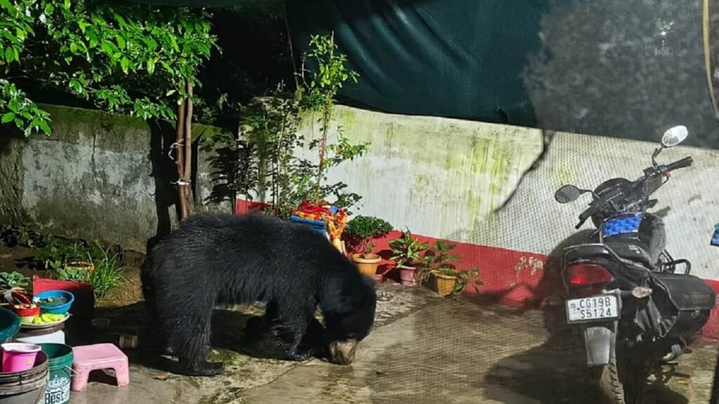 छत्तीसगढ़ के सरोना में भालुओं का भय: कभी मंदिर के नारियल से पेटपूजा तो कभी दरवाजा तोड़कर भूख मिटाने की कोशिश – राष्ट्रवाणी