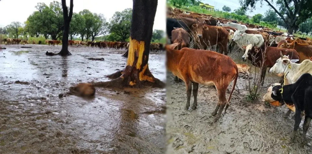 अस्थायी गौठान में मवेशियों की मौत, दो दिनों में 20 से ज्यादा पशुओं के दम तोड़ने का दावा, व्यवस्था पर उठे सवाल – राष्ट्रवाणी