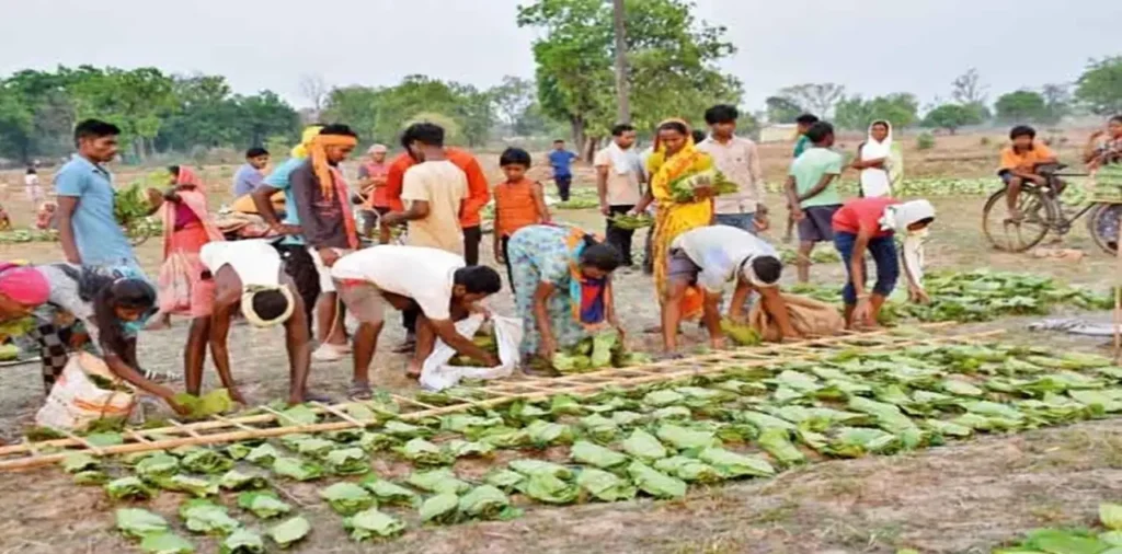 Chhattisgarh News: छत्तीसगढ़ में तेन्दूपत्ता संग्राहक परिवारों के लिए बड़ी राहत, राजमोहिनी देवी योजना के तहत 169 परिवारों को ₹2.42 करोड़ रुपए जारी – राष्ट्रवाणी Chhattisgarh News: छत्तीसगढ़ में तेन्दूपत्ता संग्राहक परिवारों के लिए बड़ी राहत, राजमोहिनी देवी योजना के तहत 169 परिवारों को ₹2.42 करोड़ रुपए जारी – राष्ट्रवाणी