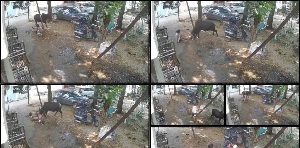 रायपुर में सांड का आतंक! बुजुर्ग को तीन बार उठाकर पटका, गोद में खेल रहा बच्चा भी गिरकर घायल – राष्ट्रवाणी