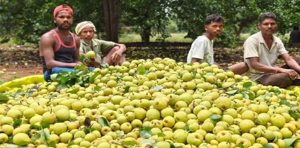 छत्तीसगढ़ में बागवानी: जशपुर, बलरामपुर, सूरजपुर में नाशपाती, काजू, सेव स्ट्राबेरी से किसान सशक्त – राष्ट्रवाणी