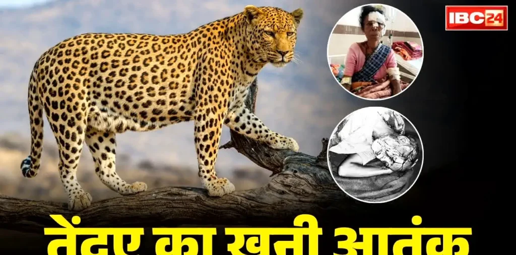 अब तक 14 लोगों पर हमला, एक गर्भवती महिला की मौत भी.. छत्तीसगढ़ के इस इलाके में जारी है आदमखोर तेंदुए का आतंक.. – राष्ट्रवाणी अब तक 14 लोगों पर हमला, एक गर्भवती महिला की मौत भी.. छत्तीसगढ़ के इस इलाके में जारी है आदमखोर तेंदुए का आतंक.. – राष्ट्रवाणी