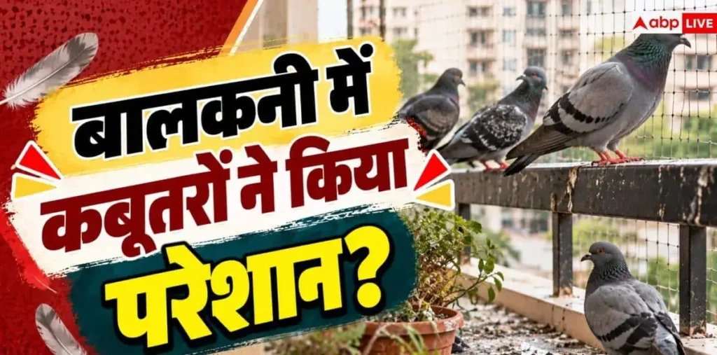 Pigeon Problem: बालकनी में कबूतरों का आतंक! बिना जाली लगाए ऐसे रखें इन्हें दूर—देखें क्या है पूरा सच – राष्ट्रवाणी