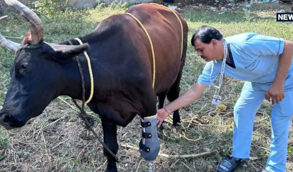 3 पैरों पर एक साल से जी रही थी गाय, उदयपुर में मिला चौथा पैर, ऐसे हुआ कमाल – राष्ट्रवाणी 3 पैरों पर एक साल से जी रही थी गाय, उदयपुर में मिला चौथा पैर, ऐसे हुआ कमाल – राष्ट्रवाणी