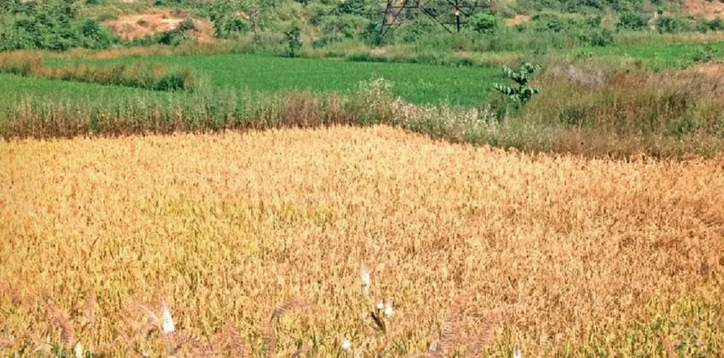 कोरबा: में तूफानी बारिश से धान की फसल के खराब होने का डर, 43% उपज पककर तैयार, इस बड़े खुलासे से मचा हड़कंप – राष्ट्रवाणी कोरबा: में तूफानी बारिश से धान की फसल के खराब होने का डर, 43% उपज पककर तैयार, इस बड़े खुलासे से मचा हड़कंप – राष्ट्रवाणी