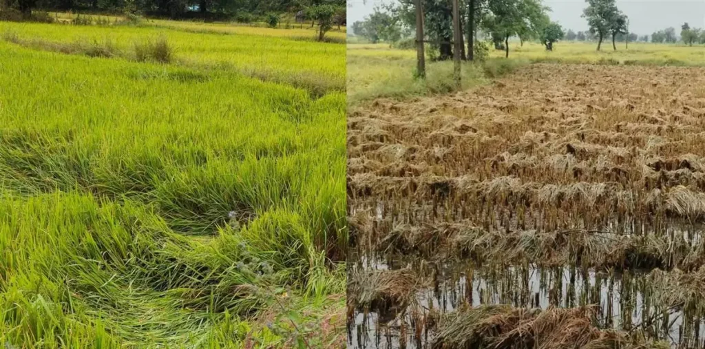 कोंडागांव: में चक्रवात ‘अर्णब’ का कहर, खेतों में धान की फसल बर्बाद होने का खतरा, कई इलाकों में बिजली ठप – राष्ट्रवाणी कोंडागांव: में चक्रवात ‘अर्णब’ का कहर, खेतों में धान की फसल बर्बाद होने का खतरा, कई इलाकों में बिजली ठप – राष्ट्रवाणी