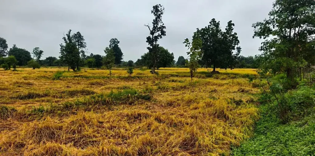 छत्तीसगढ़ में धान की फसल को रौंद कर कमजोर पड़ा ‘अर्णब’, सरकार बोली तत्काल सर्वे करें, वजह जानकर हो जाएंगे हैरान – राष्ट्रवाणी