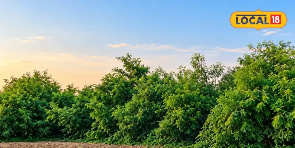Amla Cultivation Tips For Farmers: आंवले की बागवानी से होगी तगड़ी कमाई, जानें – राष्ट्रवाणी