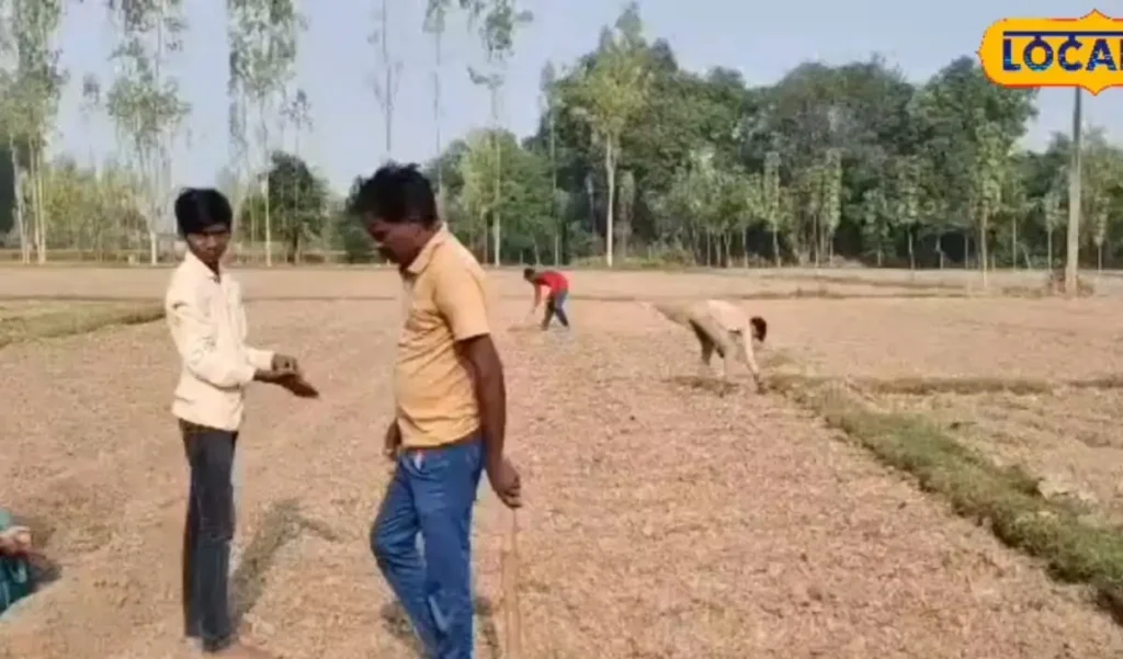 आलू की खेती: बुआई के बाद पहली सिंचाई कब और कैसे करें? जानें जरूरी नियम – राष्ट्रवाणी