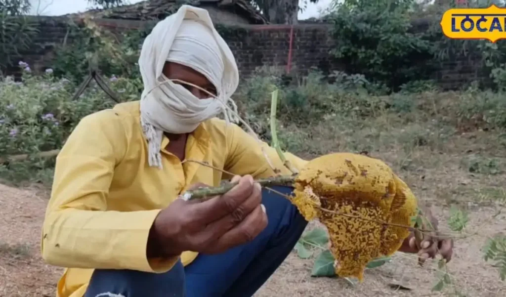 कैसे बनता होता है जंगली शहद? छतरपुर के वैद्यनाथ करते है तैयार, क्वालिटी ने नंबर 1 – राष्ट्रवाणी कैसे बनता होता है जंगली शहद? छतरपुर के वैद्यनाथ करते है तैयार, क्वालिटी ने नंबर 1 – राष्ट्रवाणी
